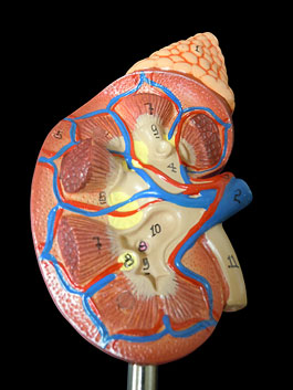 腎臓・副腎 実物大模型