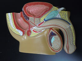 男性泌尿器・生殖器 断面模型
