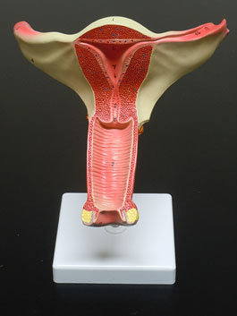 女性生殖器 子宮・膣・卵巣模型