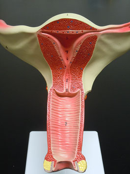 女性生殖器 子宮・膣・卵巣模型