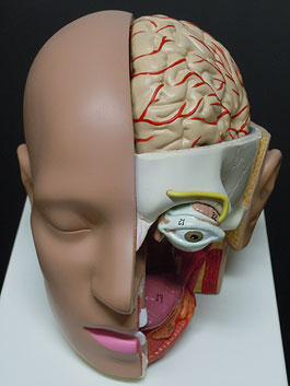 頭部 精密解剖模型