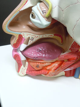 頭部 精密解剖模型
