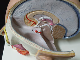 頭部 精密解剖模型
