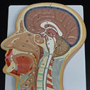 頭部・頚部 等身大正中断面模型