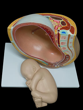 妊婦骨盤内臓模型