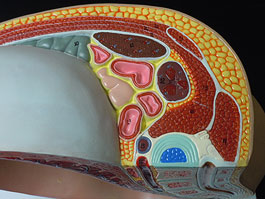 妊婦骨盤内臓模型