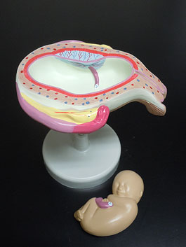 子宮・胎児発育デラックス模型