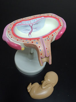 子宮・胎児発育デラックス模型