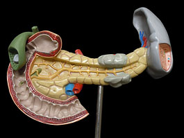 胆嚢・膵臓 病変模型