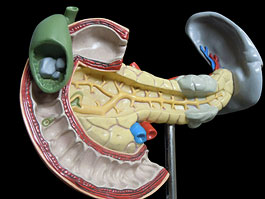 胆嚢・膵臓 病変模型
