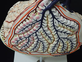 肺胞模型