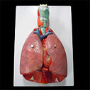 実物大 精密肺模型