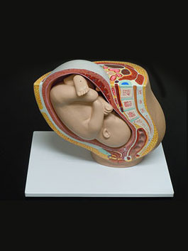 妊婦骨盤内臓模型