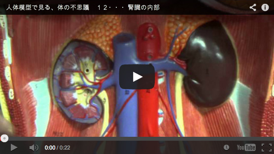 内部を観察できる腎臓