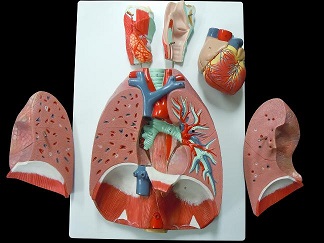 肺の全体像