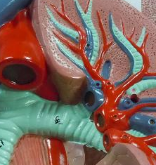 肺の血管構造