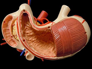 胃の断面