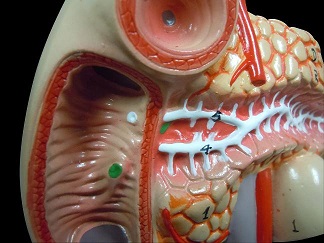 総胆管の開口部