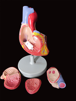 2倍拡大心臓模型