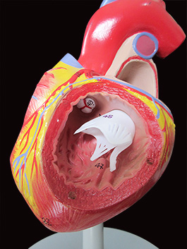 2倍拡大心臓模型