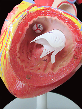2倍拡大心臓模型