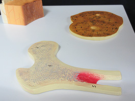 5骨解剖模型
