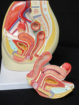 1女性骨盤内臓　デラックス模型