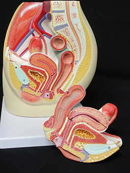 女性生殖器 骨盤内臓模型 等身大で立体的に再現