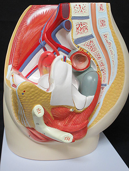2女性骨盤内臓　デラックス模型