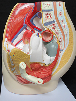 女性生殖器 骨盤内臓模型 等身大で立体的に再現