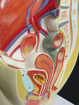 3女性骨盤内臓　デラックス模型