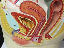 5女性骨盤内臓　デラックス模型
