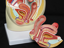 6女性骨盤内臓　デラックス模型