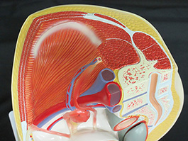 7女性骨盤内臓　デラックス模型