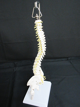 2脊椎全体　1/2サイズ模型