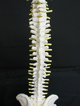 3脊椎全体　1/2サイズ模型