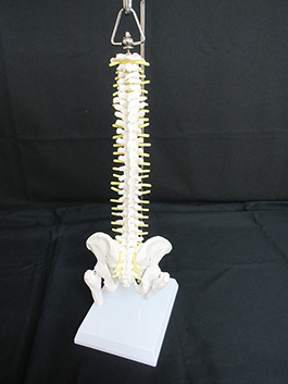 4脊椎全体　1/2サイズ模型