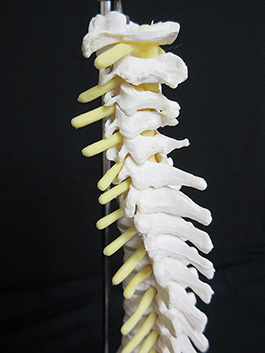 5脊椎全体　1/2サイズ模型