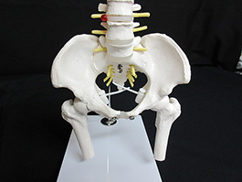 7脊椎全体　1/2サイズ模型