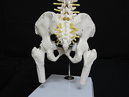8脊椎全体　1/2サイズ模型