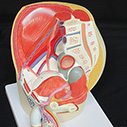 男性骨盤内臓　デラックス模型