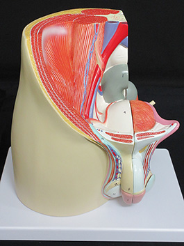 2男性骨盤内臓　デラックス模型