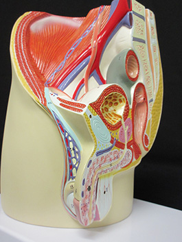 3男性骨盤内臓　デラックス模型