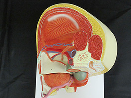 6男性骨盤内臓　デラックス模型