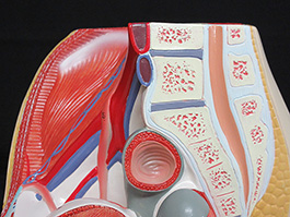 8男性骨盤内臓　デラックス模型