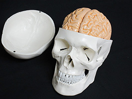 1蓋骨、脳実物大模型