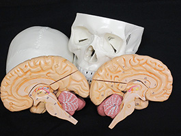 2蓋骨、脳実物大模型