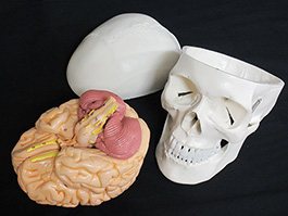 3蓋骨、脳実物大模型