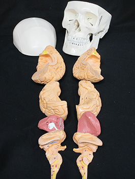 6蓋骨、脳実物大模型