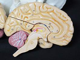 7蓋骨、脳実物大模型